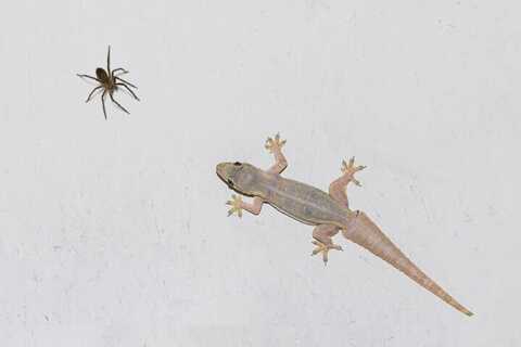 lizard and spider control