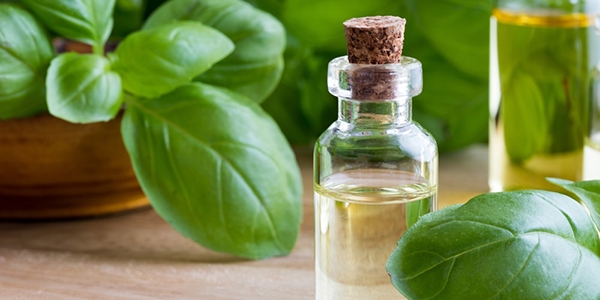 Basil leaves oil  as mosquitoes repellent 
