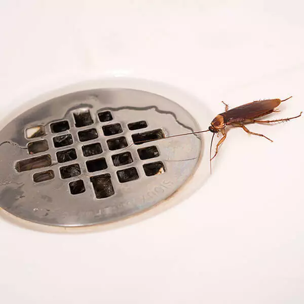 cockroach control services in chennai