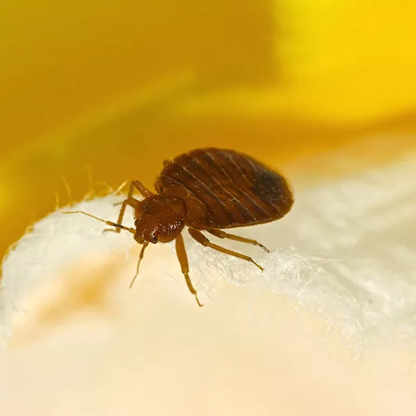 bed bugs control services in chennai
