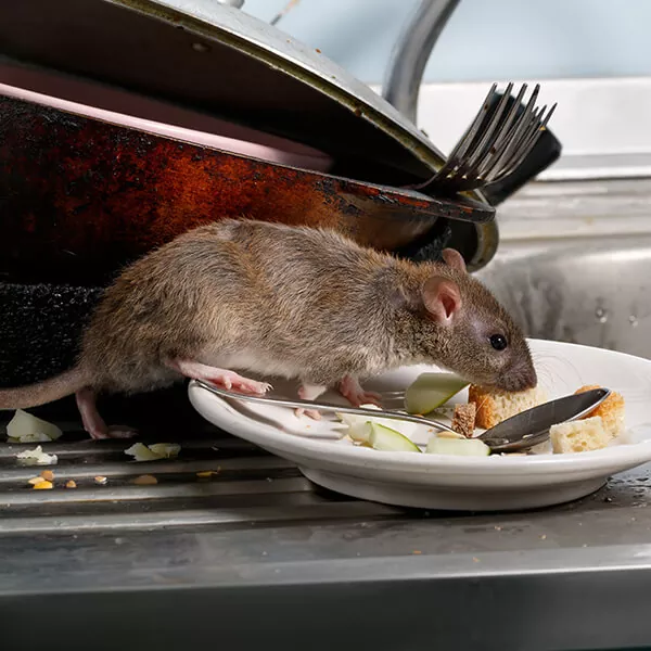 rat control services in chennai