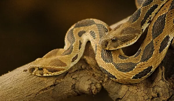 Snake Control Services in Chennai