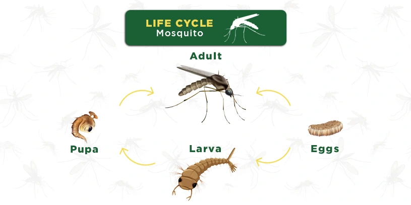 The Lifecycle of mosqutioes