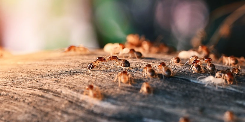 Top 3 Termite Treatment Methods - Pestridnaturals