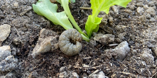 Cutworms garden infesting pests