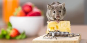 How to Get Rid of Rats from Home Instantly