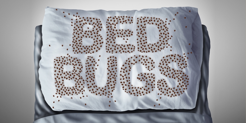 7 Home Remedies to Get Rid of Bed Bugs Naturally