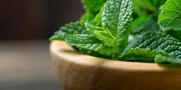 Keep the Peppermint Plants