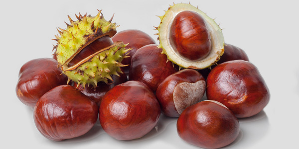 Horse Chestnuts home remedies to get rid of spiders
