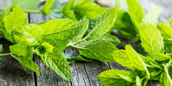 Mint home remedies to get rid of spiders