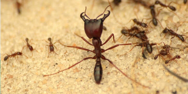 Driver ants