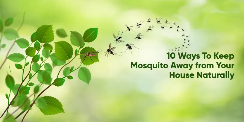10 Ways to Keep Mosquitoes Away from Your House Naturally